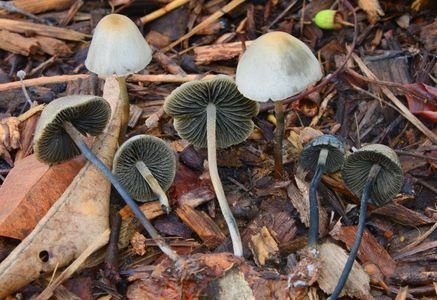 Blue meanies mushroom foe sale