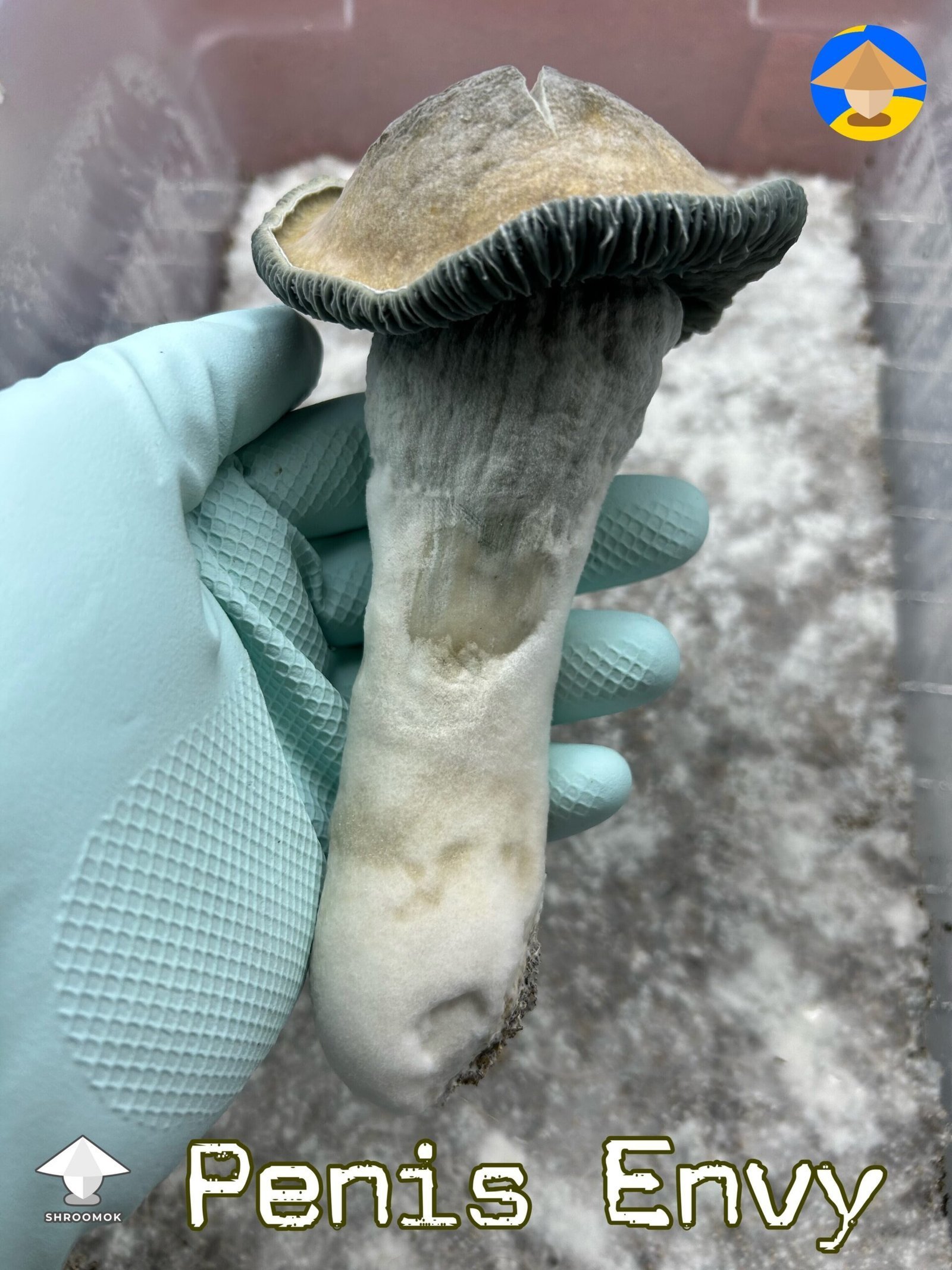 Close-up of mature Penis Envy Mushroom showing thick ,stout stem and small , dark caps
