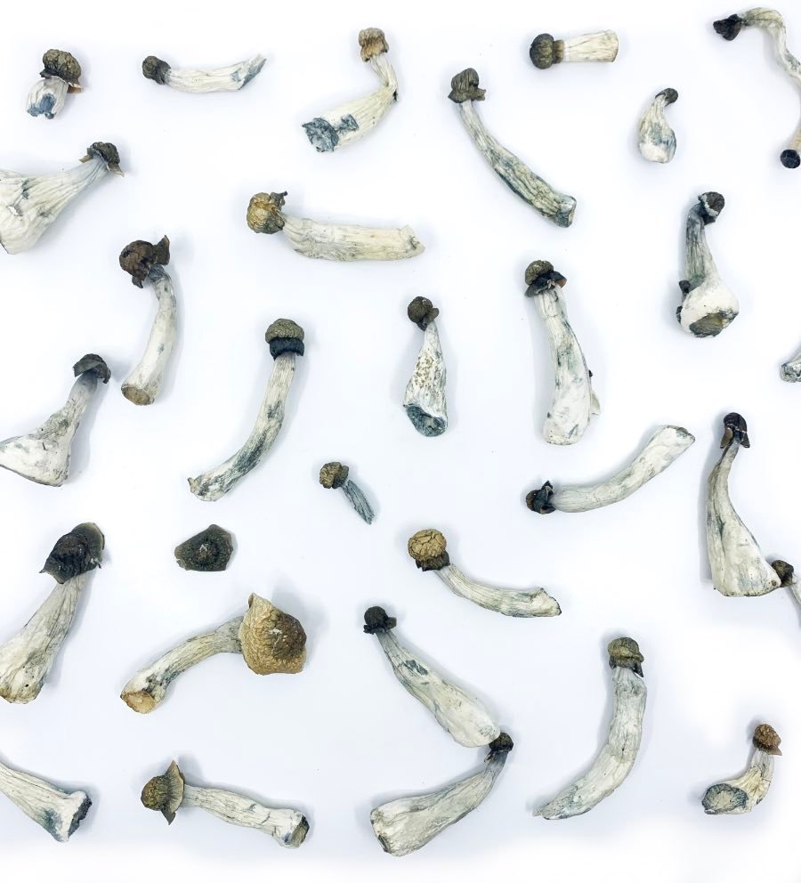 Psilocybe azurescens mushrooms growing on wood chips in a coastal dune environment
