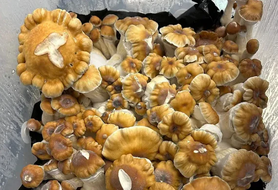 cluster of matured hillibily cubensis mushrooms with convex , caramel-to-rust colored caps and thick , pale stems showing blue bruising