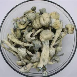 premium albino aromatic albino treasure coast mushroom