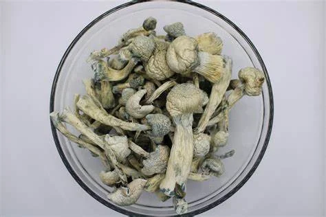 premium albino aromatic albino treasure coast mushroom