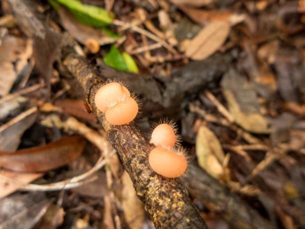 Microscopic view of arenal volcano mushroom