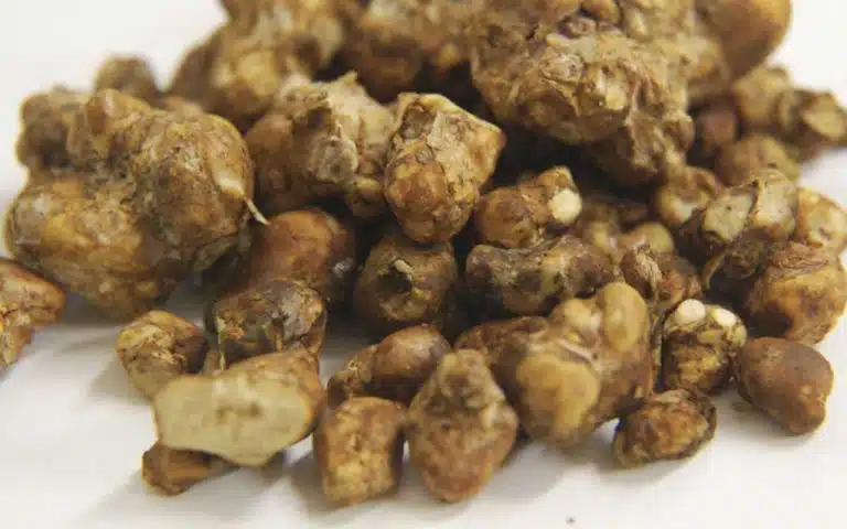 Magic Truffle Atlantis – premium Psilocybe truffles